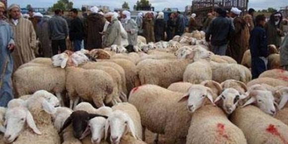 Algérie : Aïd el Adha: élargissement des points de vente des moutons à l'ensemble des wilayas