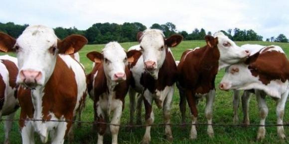 Algérie : Le ministère de l'Agriculture relance l'activité d'importation de bovins