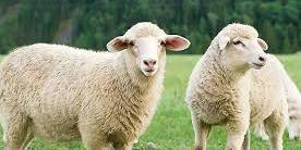 Algérie : Son prix connaît une hausse vertigineuse à l’approche de la fête , Mouton de l’Aïd , une saignée de plus pour les ménages
