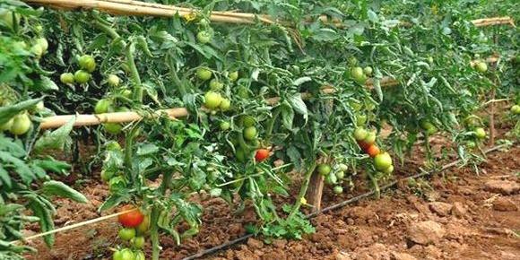 Algérie : La tomate industrielle à Chlef , surplus de production et manque d’unités de transformation