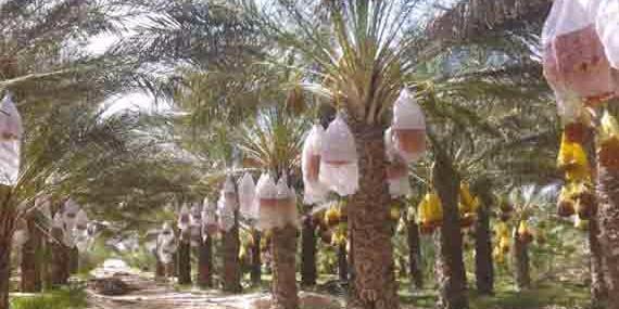 Algérie : EL-OUED , PréservatIon de la phoeniciculture