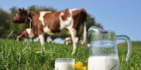 Algérie : Oum El-Bouaghi, Vente concomitante du lait de vache pasteurisé !