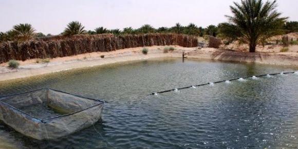 Algeria : Agriculture Minister calls for encouraging aquaculture in southern regions