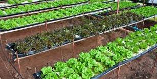 Algérie : Promotion de l'agriculture au Sud et dans les hauts plateaux , Une des priorités du plan gouvernemental