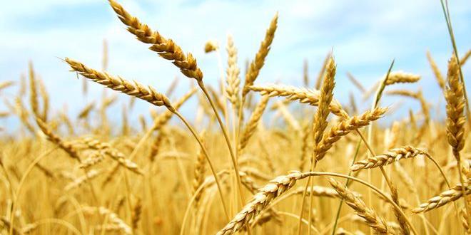 Algeria : Adrar? Inauguration of seed treatment plant at CCLS
