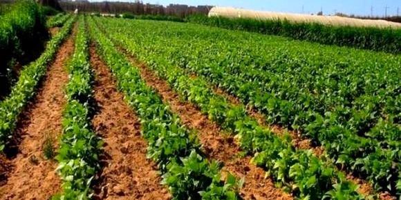 الجزائر : الفلاحة في قلب الإستراتيجية الاقتصادية للحكومة