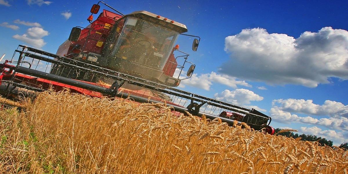 Algérie : 600 millions dollars d’économie en réduisant de moitié ses importations de blé dur