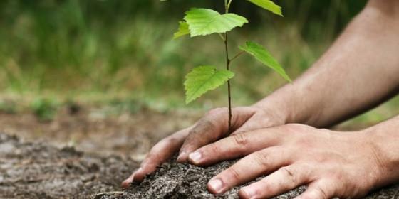 Tunisie:Faire face aux changements climatiques : produire des arbres bio