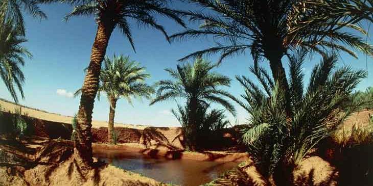 développement rural : Un financement pour la réhabilitation des oasis