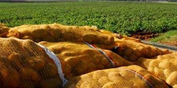 Les Allemands s'intéressent à la pomme de terre algérienne