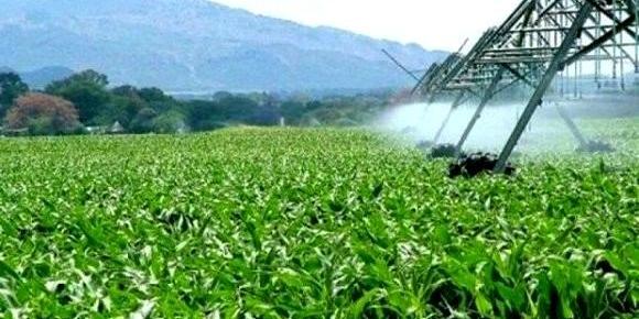 La technique d'irrigation du goutte-à-goutte utilisée dans moins de 25% des surfaces agricoles