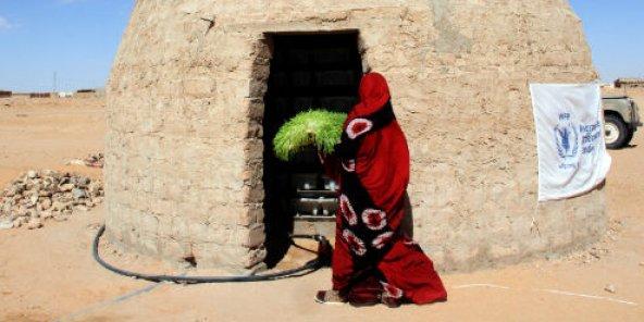 cultiver des aliments dans le Sahara algérien grâce au fourrage vert hydroponique