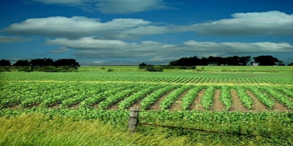 Algérie: Déclassement de terres agricoles pour la réalisation de zones industrielles dans 9 wilayas (JO)