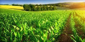Algérie: Mila , plus de 3700 actes de concession de terres agricoles délivrés