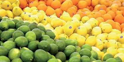 Maroc- Agrumes: Les producteurs ont la gueule de bois
