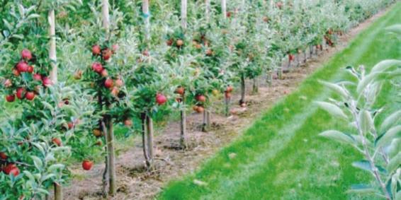 Maroc- Secteur agricole: Ce qu’entreprend le Maroc pour la transformation digitale de son agriculture