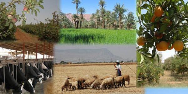 Algérie-Ombre et lumière sur les terres agricoles ,Bordj-Bou-Arréridj