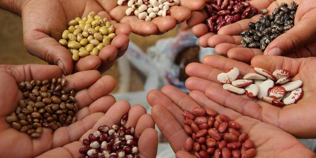 حققنا الاكتفاء الذاتي وطنيا في البذور