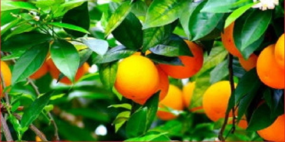 Algérie-La production des agrumes dans la Mitidja de Blida