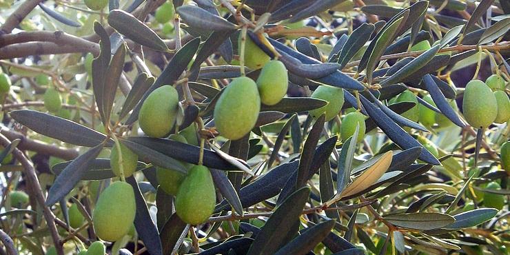 Algérie-En légère baisse comparativement avec l'année précédente: 130.000 quintaux d'olives cueillis cette année