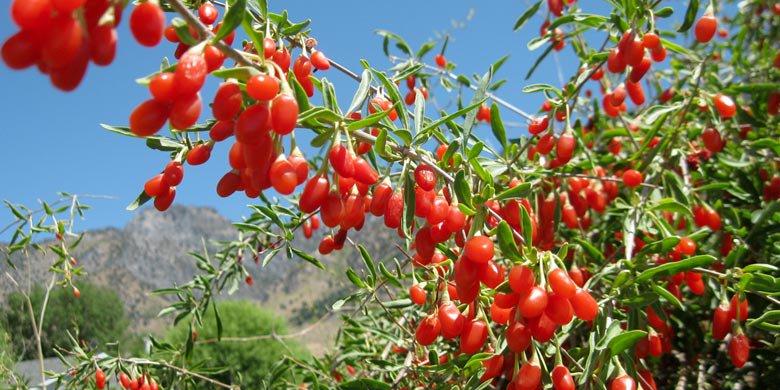 Maroc-«Fruit Logistica 2019» L'offre marocaine se démarque à Berlin