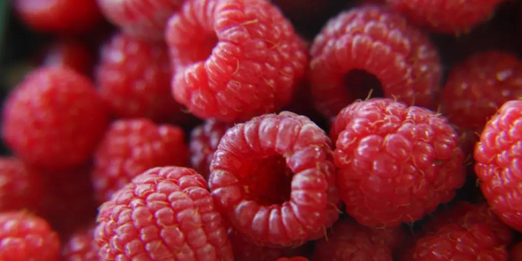 Tunisie-Les producteurs de framboise voient rouge