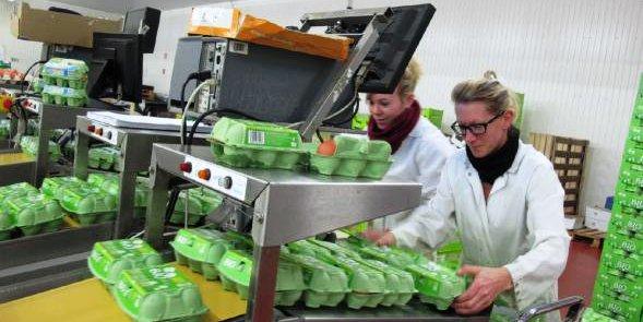 Algérie-Exportation de 860.000 œufs vers la Libye