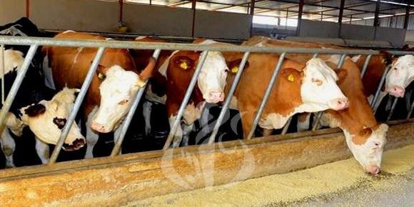 ONIL: vers une extension du réseau d’accompagnement technique des éleveurs de vaches laitières