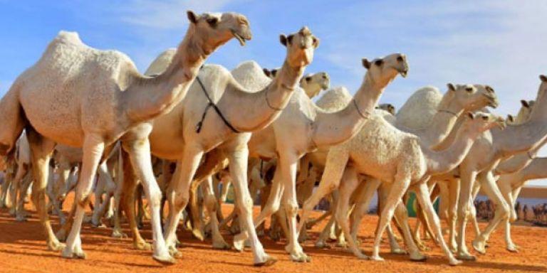 الجزائر-اقتراح خارطة طريق جديدة لتربية الإبل وزارة الفلاحة ترافق المربين لعصرنة الشعبة