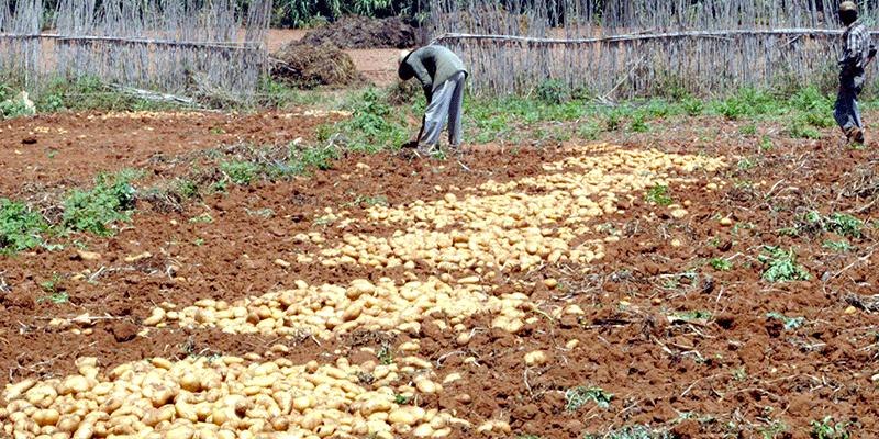 Algérie-Surplus de production et baisse du prix de la pomme de terre : Les agriculteurs crient faillite