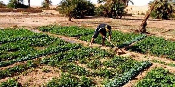 Algiers-Towards new measures for desert farming