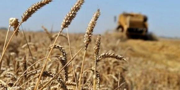 Algiers-Cereals: One billion dollars saved from high national output in 2018-2019