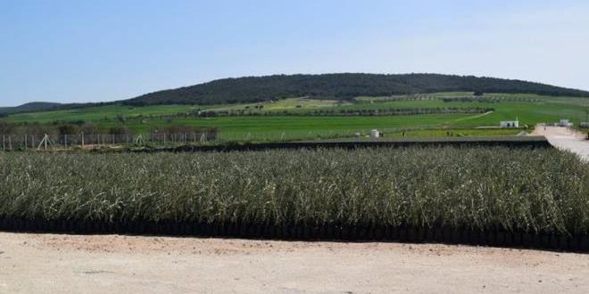 Tunisia :Agriculture sector has contributed by 8.7% to trade deficit between 2016-2019 (ONAGRI)