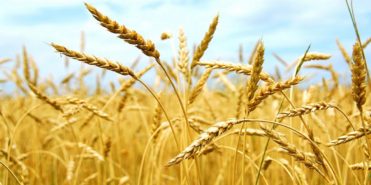 Tunisie:Blé tendre; les quantités récoltées couvriraient 5 mois de consommation