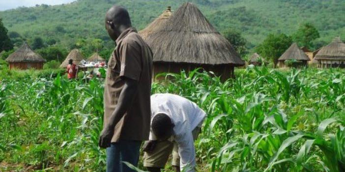 Nigeria:19,943 farmers benefit as NIRSAL deploys Agro model to support N’East economy