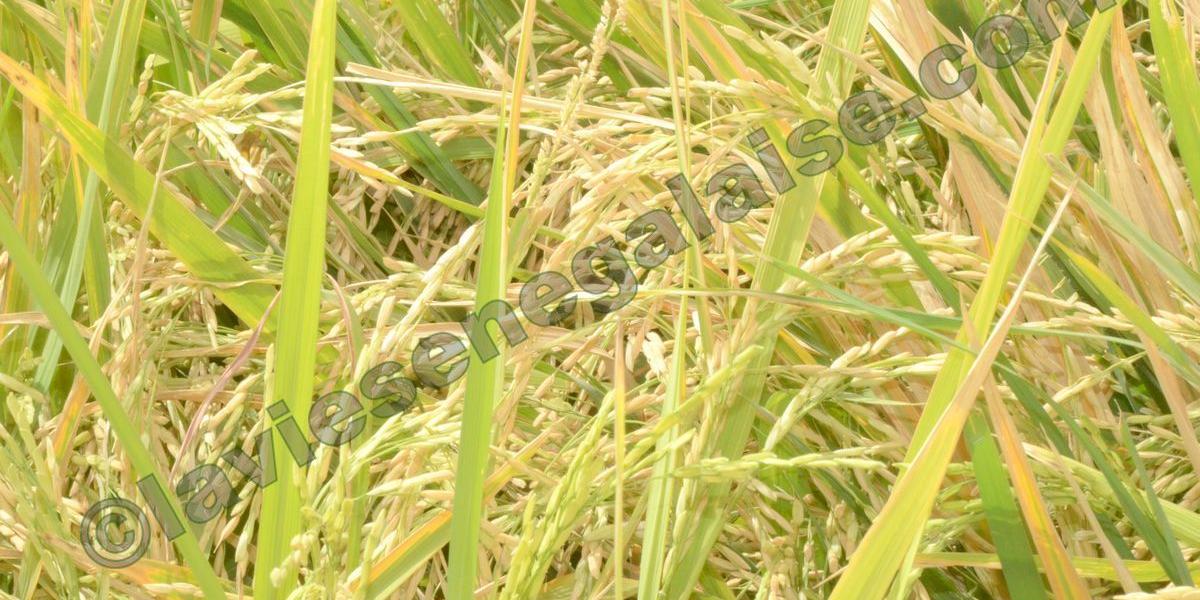 Sénégal:Une production agricole record attendue en Casamance