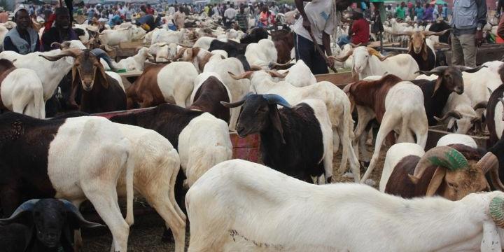 Cote d'ivoire:Approvisionnement en bétail , Le marché ivoirien ne connaitra pas de rupture, rassurent les acteurs