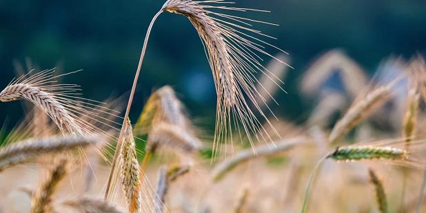 Morocco’s 2020 Cereals Imports Totaled 5.9 Million Tons by End of July