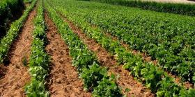 Algérie:Agriculture,une feuille de route pour développer les filières stratégiques