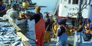 Maroc: Bientôt des scientifiques à bord des bâteaux de pêche