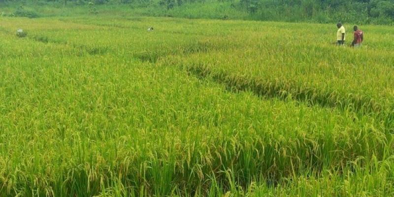 Cote d'ivoire:Autosuffisance en riz, Une multinationale offre ses services au gouvernement