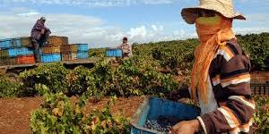 Maroc: une aubaine pour les agriculteurs marocains