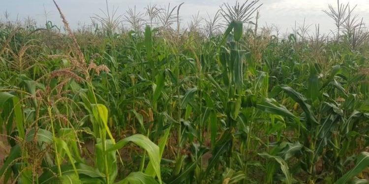 Sénégal:Le Prodac encourage les jeunes à un retour à la terre