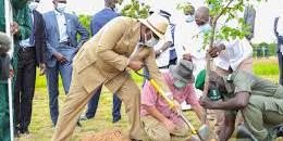 Sénégal:Pour une loi portant protection intégrale des arbres dans les villes et villages du Sénégal