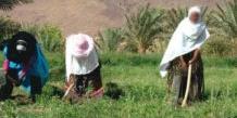Tunisie:“Salma vit” ,une campagne pour l’amélioration de la situation économique des ouvrières agricoles