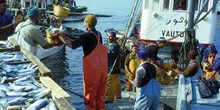 Maroc: La modernisation de la pêche artisanale se poursuit à Chtouka