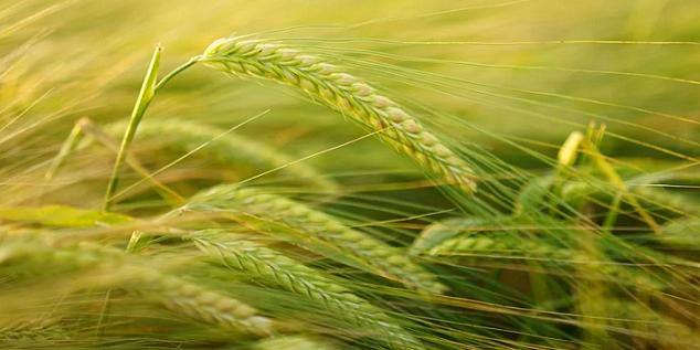 MOROCCO:EIB Signs €200 Million Deal to Support Morocco’s Agriculture