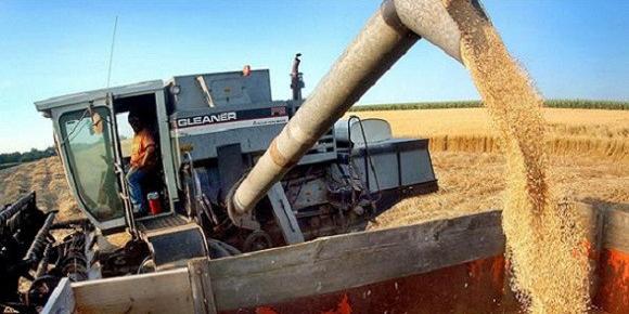 Algerie:Céréaliculture, Hamdani appelle la levée des contraintes financières