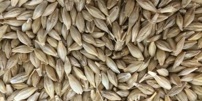 Algeria purchases up to 117,000 tonnes feed barley in tender