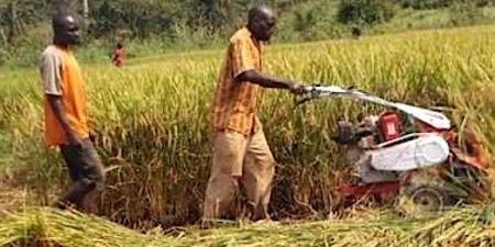 Côte d’Ivoire : dans l’est, l’économie locale est relancée par la hausse de la production agricole avec le soutien de la BAD